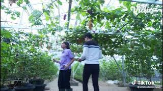 FTV SCTV ' cinta pangeran anggur pantang dianggurin ' terbaru 2023