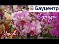 КРАСИВЫЕ ОРХИДЕИ В БАУЦЕНТРЕ ОМСК 28.11.2020 г | Биг липы, Дикие коты, Фронтера, Пoпугай