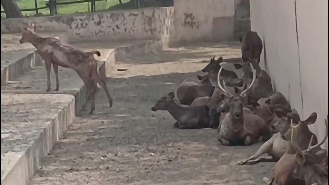 First Time Visited To National Zoological Park 🏞️😍