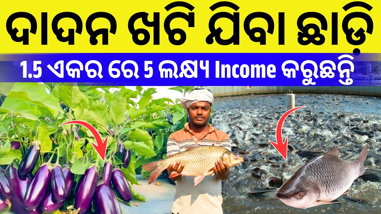 ଦାଦନ ଖଟି ଯାଉଥିବା ଲୋକ ଆଜି 1.5 ଏକର ରୁ 5 ଲକ୍ଷ୍ୟ Income କରୁଛି