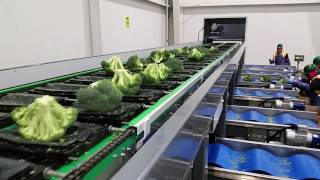 Broccoli Flat Cup Sorter Weight Only