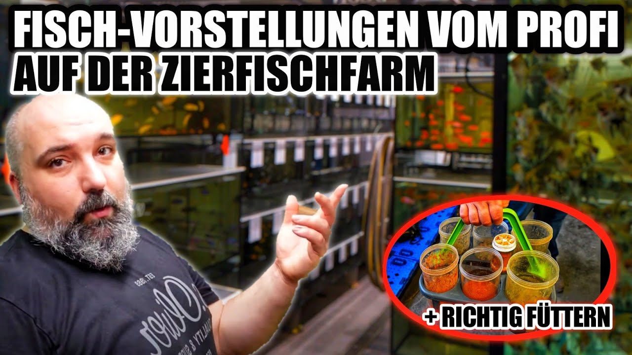 PROFI von der ZIERFISCHFARM zeigt seine FISCHE + richtig füttern