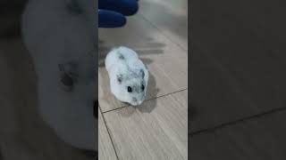 Cute Hamster  Sound asmr shorts satisfying hamster funny