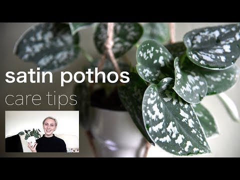 SATIN POTHOS Plant Care Tips | Scindapsus Pictus Houseplant Care