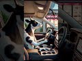 #cow #comedy #shortvideo #shorts #viral #kidsvideo #shortsfeed #subscribe #trending #funny #cartoon
