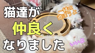 新しく購入したおもちゃで初めて一緒に遊んでくれた猫達