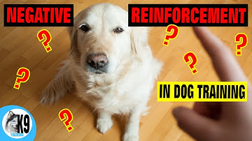Negative Reinforcement In Dog Training - how to safely correct your dog