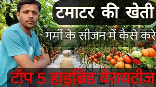 टमाटर की खेती कब और कैसे करे||टमाटर की टॉप 5 बेस्ट किस्में \Tomato farming and cultivation in summer