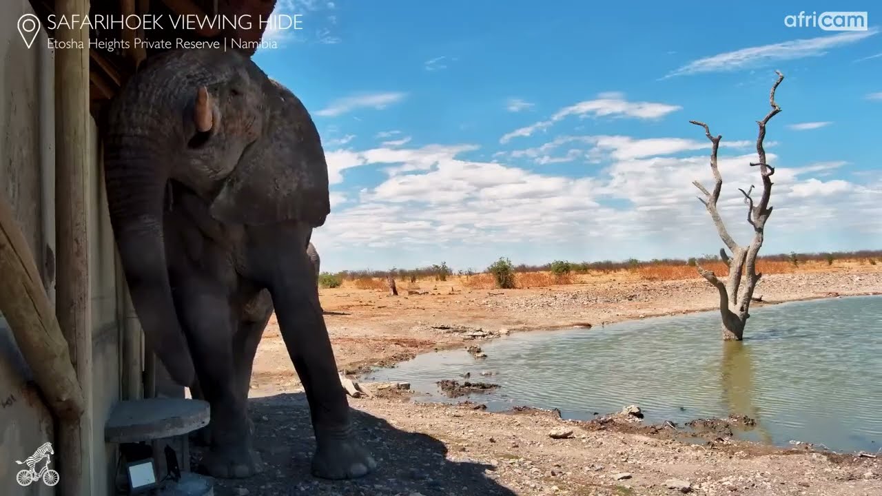 Elephant Leans In for a Surprise Hide Inspection!