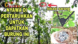 PROSES PENGAMBILAN ANAKAN JEKITUT HITAM / SRIGUNTING HITAM