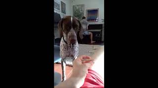 Dog Is Scared When I Snap My Fingers While My Brother Plays A Vulfpeck Tune On A Poorly Tuned Paino