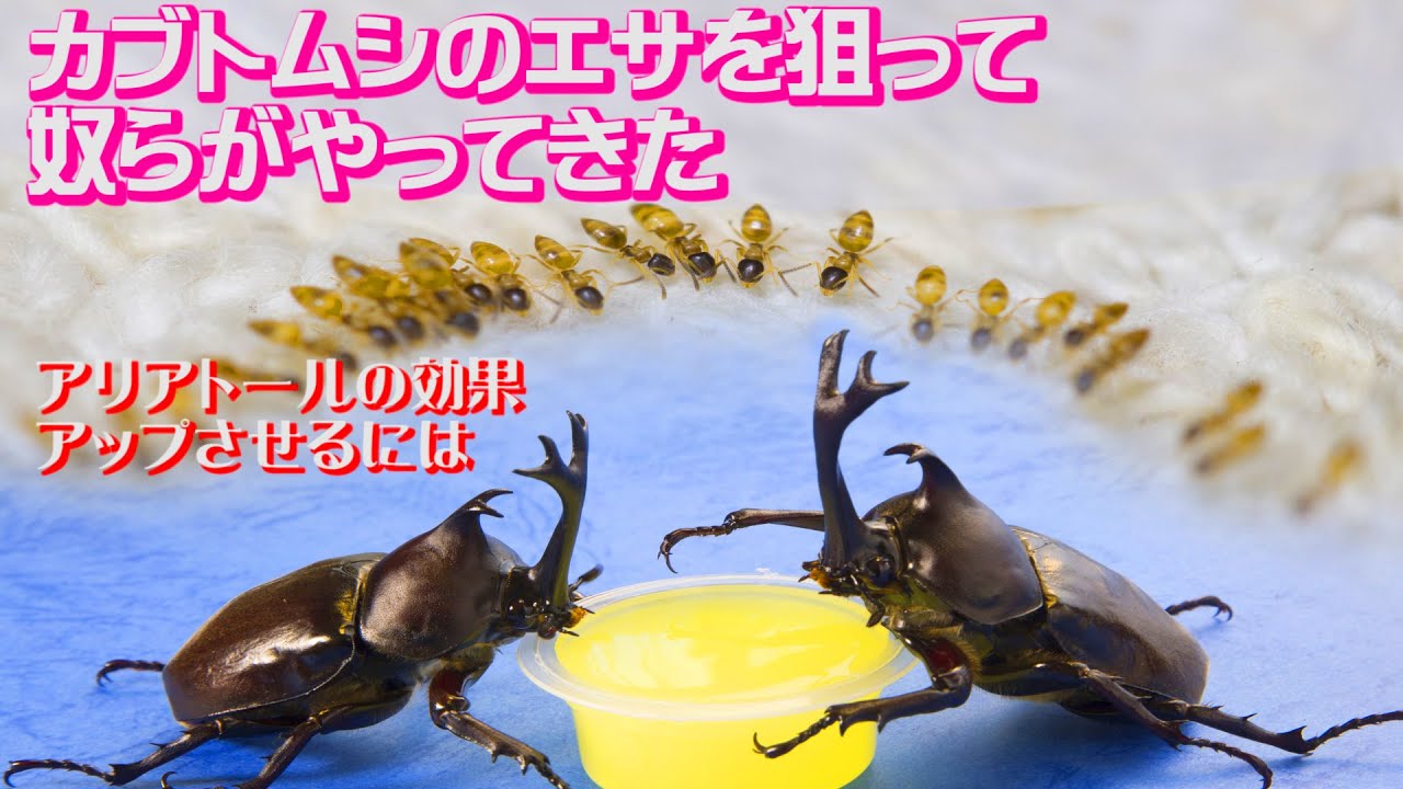 ありの住みか  部屋に侵入するアリ退治🐜衝撃の展開🐜 - YouTube