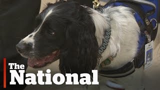 Celebrity C. difficile-sniffing dog trained to detect superbugs Profile