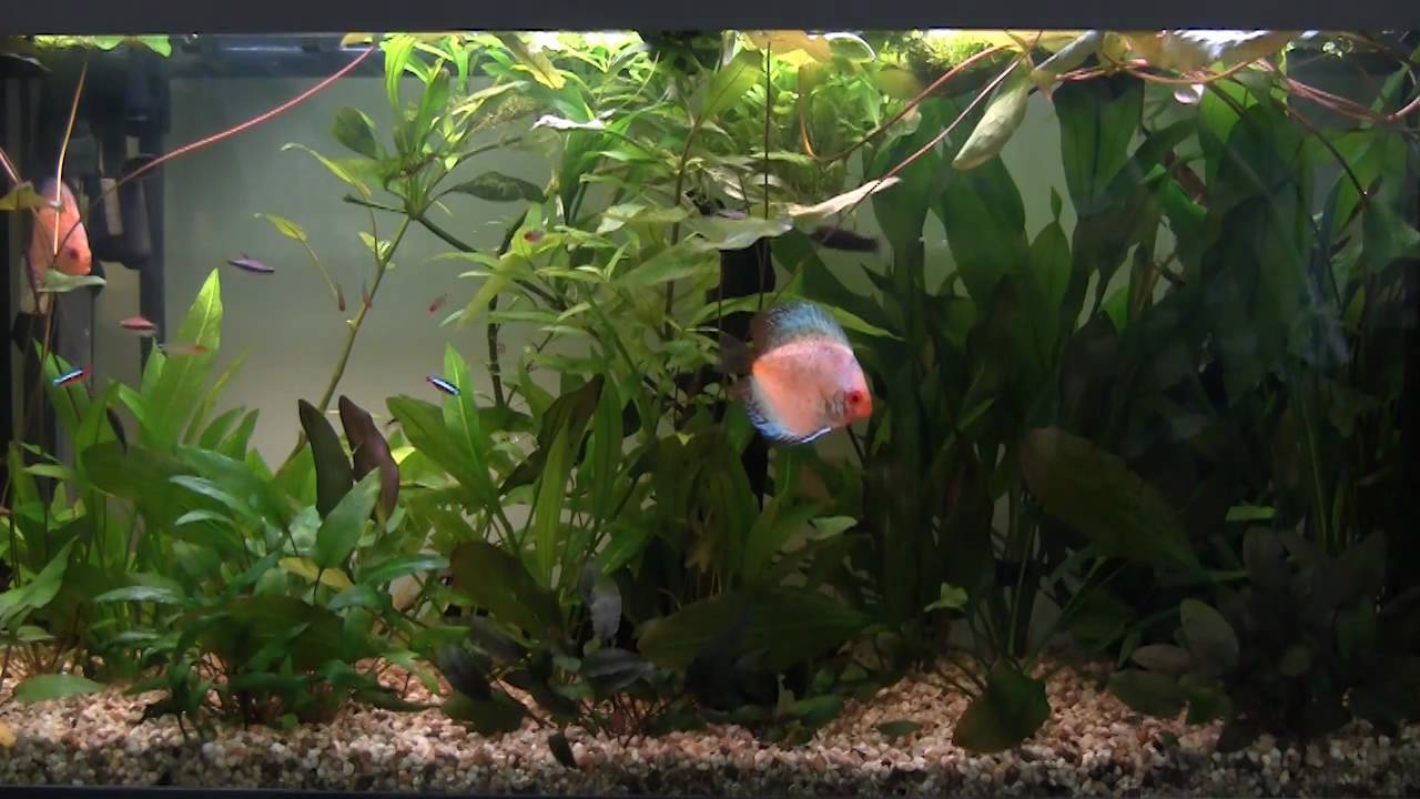 Setting up a Tropical Freshwater Aquarium