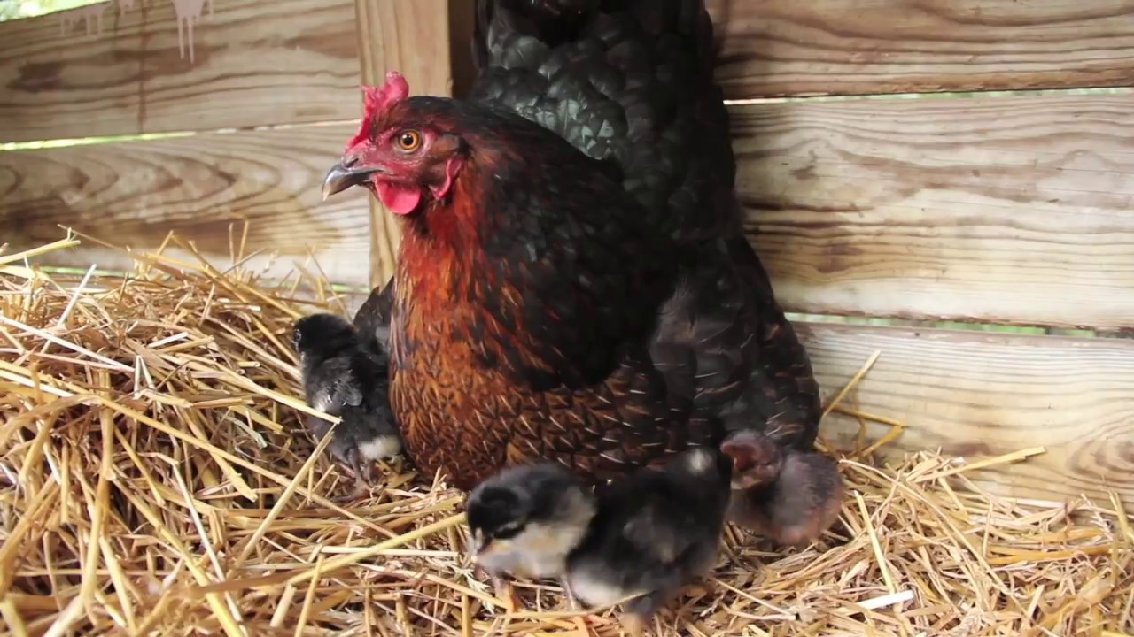 Backyard Chickens YouTube