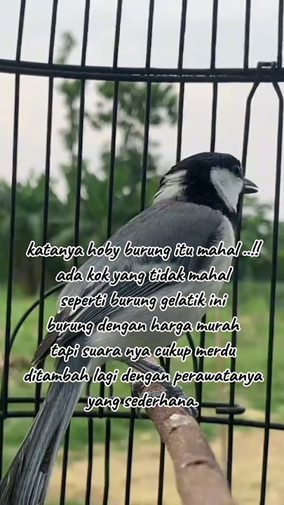 burung bersuara merdu #glatik #gelatikbatugacor #gelatik #pancingangelatikbatu