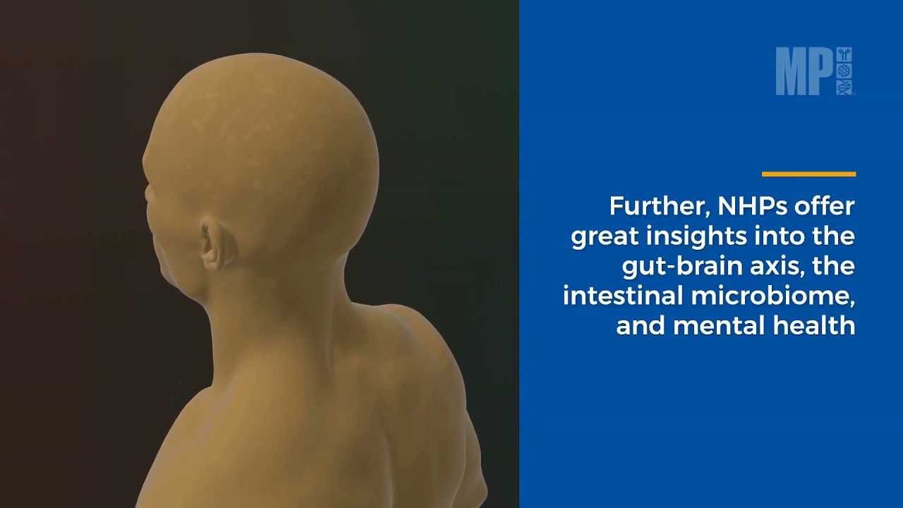 Comparing Animal Models of IBD part 2 [MP Biomedicals Asia Pacific