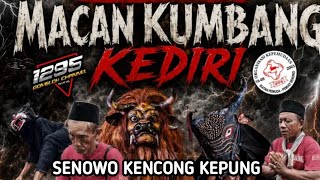 #Live MACAN KUMBANG KEDIRI Di Senowo