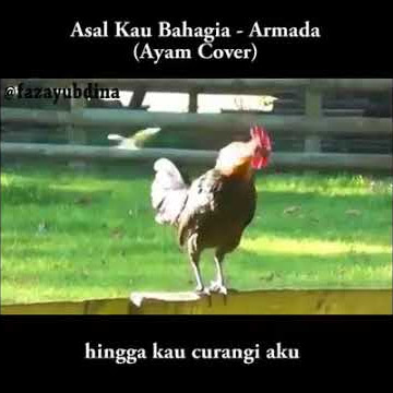 Video lucu ayam berkokok yang bisa dijadiin status WA