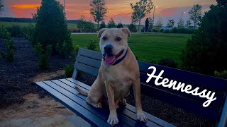 4yo pit mix (Hennessy) urban k9 | best dog trainers in Florida