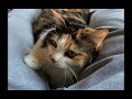 【漁師の猫】水槽の水をなんとかして飲む猫