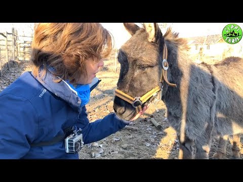 Videó: A Szamarak Nevelésének és Gondozásának Jellemzői