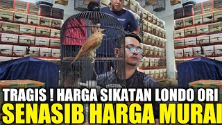 HANCUR SUDAH HARGA BURUNG SIKATAN LONDO ORI IMPORT DIKIOS ALHAMDULILLAH HARI INI
