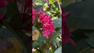 Flowers #relaxingmusic