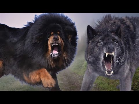 Волкодавы в Деле! Собаки против бешенных волков. Реальные кадры
