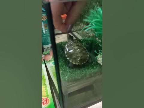черепаха монстр - YouTube