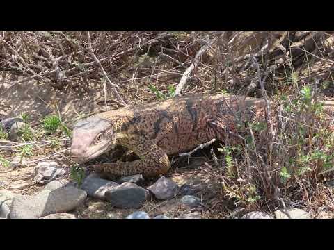 пустыня Кызылкум , kyzylkum desert  , صحراء كيزيلكوم