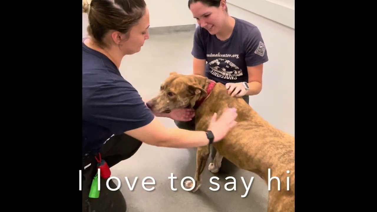 ￼ I’m available for adoption at Helen Woodward Animal Center ￼