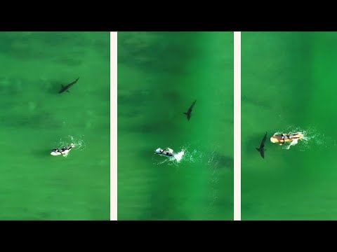 Close Encounter: Surfer Touches Great White Shark &amp; Doesn&#039;t Realize It
