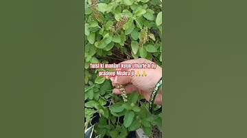 प्रदीप मिश्रा जी महाराज दुआरा बताया गया है| तुलसी की मंजरी क्यों उतारते हैं 🌿🌿 #shorts #tips
