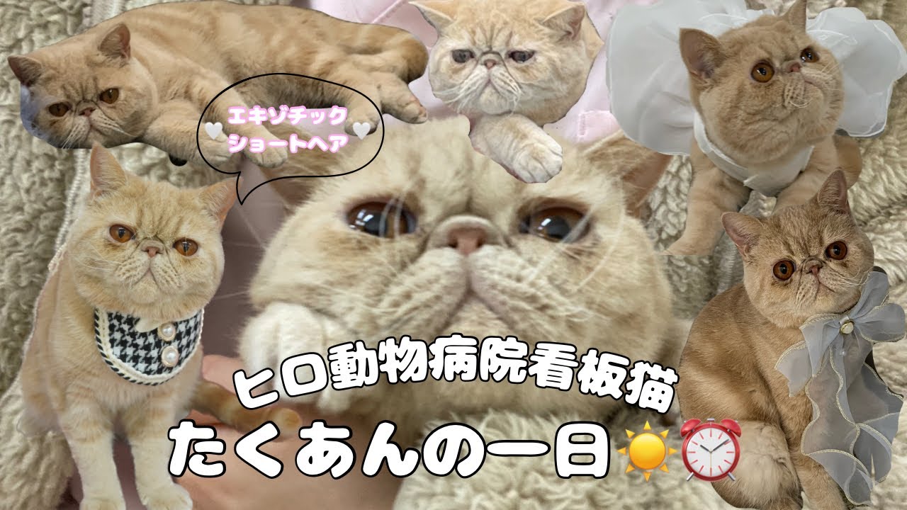 【エキゾチックショートヘア】ヒロ動物病院看板猫「たくあん」の1日に密着🐱🎥