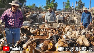 Arrieros sector los montes San Clemente Chile crianceros de ganado como se preparan para el Arreo