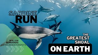 Feeding Frenzy on Sardine Run #dolphins #sardinerun