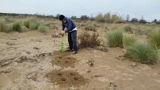 Life Redunedune Planting