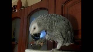 Попугай Жако прикол! Jaco's Parrot Parrot