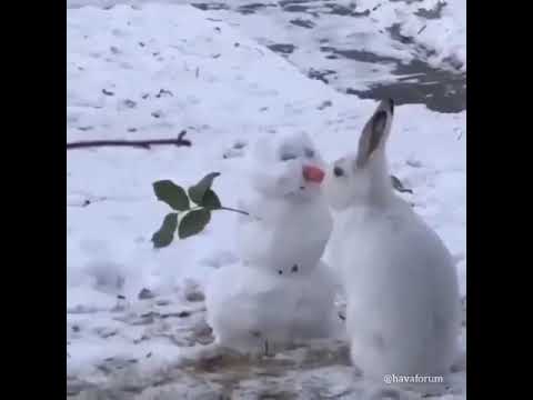 Tavşan kardan adamın havuç burnunu yiyor... Smiling face with 3 hearts