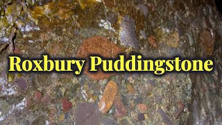 GIANT Roxbury Puddingstone | State Rock of Massachusetts