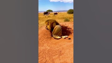 Warthog vs Lions 🐯 funny moments 🐯