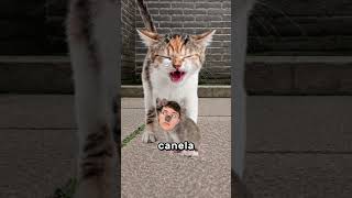 Haz Esto Si Eres Un Ratón 🐭