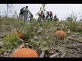 Pumpkin picking time
