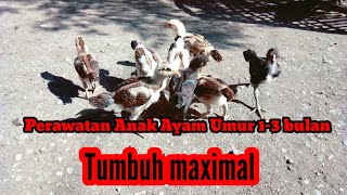 Pakan dan perawatan anak ayam umur 1-3 bulan