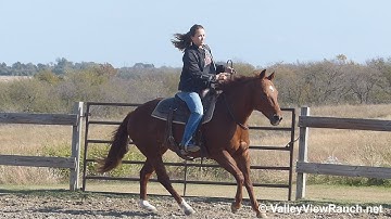 CC Sugs Lil Rey - riding bridleless in outdoor arena - Valley View Ranch