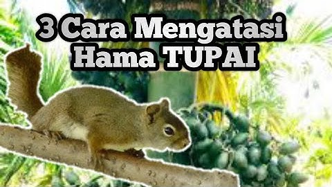 3 Cara mengatasi hama tupai dikebun pinang atau sawit