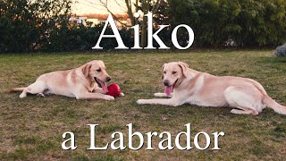 Aiko - A Labrador and his Friends || Fuji X-T3 Cinematic by Jens Uhlmann 84 views 1 year ago 4 minutes, 9 seconds