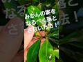 みかんの実は、新葉が多いと 落ちる #みかん専門 #みかん #農業 #有葉花