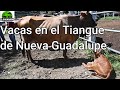 Vacas en el Tiangue de Nueva Guadalupe-El Salvador en el Campo